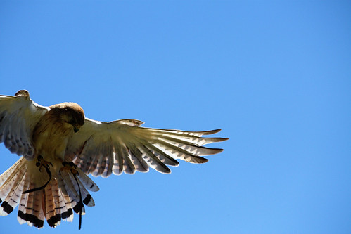 Birds of prey (Kangaroo Island)