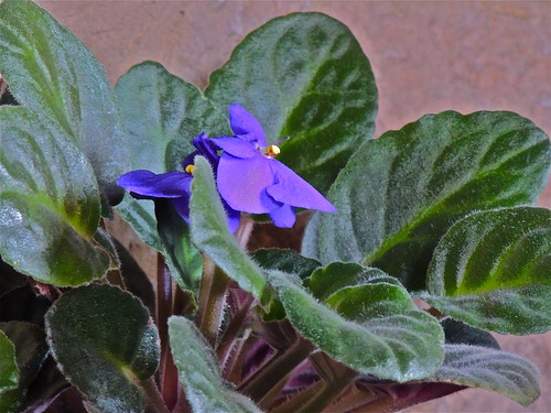 African Violet by Irene.B.