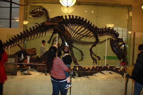 American Natural History Museum 2013