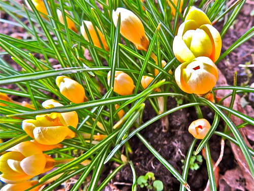 Spring 1, The First Yellow Crocus! by Irene.B.