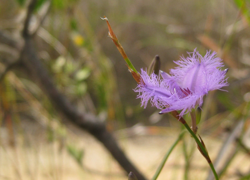 Fringe Lily - Royal National Park - NSW