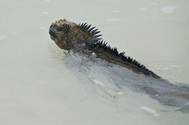 Galapagos Reptiles: Marine Iguanas swimming