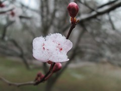 cherry blossum snow 4 by Teckelcar