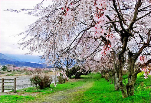 Walking under the cherry tree by T.takako
