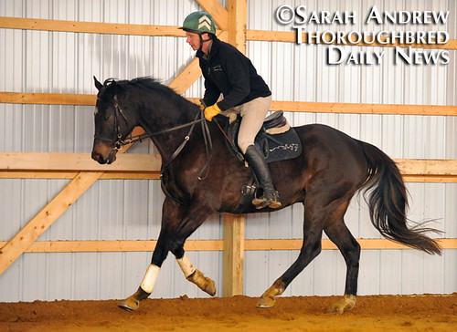 Declan's Moon: Retired Racehorse Training Project 100-Day Thoroughbred Challenge