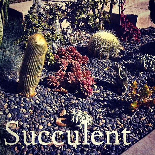 Garden Alphabet: Succulent