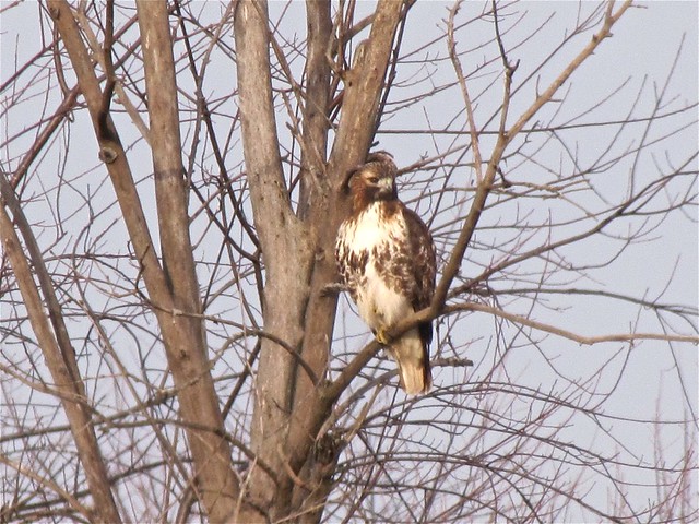 Red-tailed Hawk at Clinton Lake in DeWitt County, IL