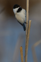 Chickadee_40376.jpg by Mully410 * Images