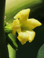 Caricaceae　パパイア科