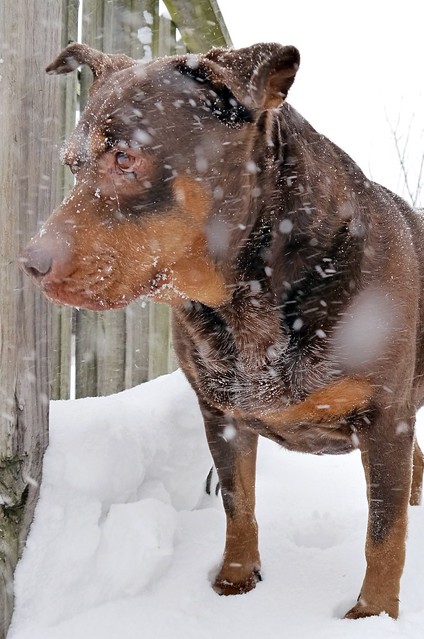 snowy-Ginger-dog
