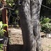 Garden Inventory: Ash Tree - 14