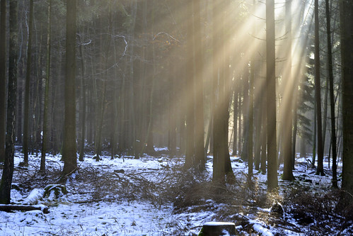 _DSC7315 wenn die Sonne durch den Nebel in den Wald scheint-when the sun shines through the mist in the forest