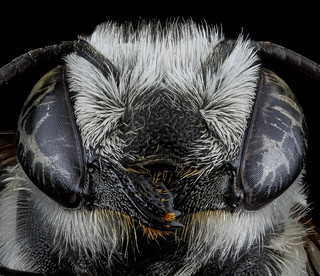 Megachile brevis, F, face, Tennessee, Haywood County_2013-02-14-15.07.03 ZS PMax