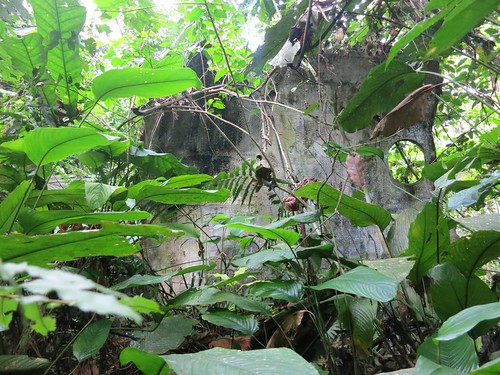 crash overgrown with bonobo food