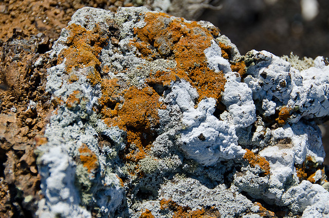 Galapagos Plants: Lichen