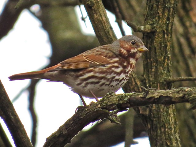 Fox Sparrow at Ewing Park in Bloomington, IL 12