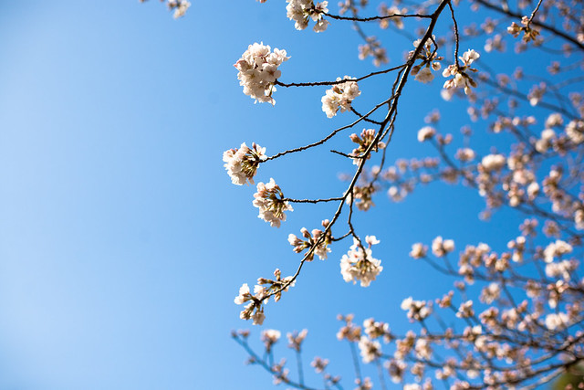 四谷の土手　桜