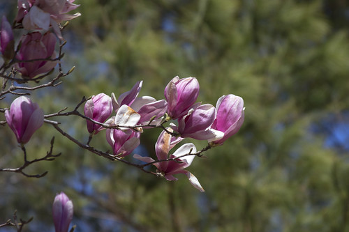 Saucer Magnolia Blooms by bahayla