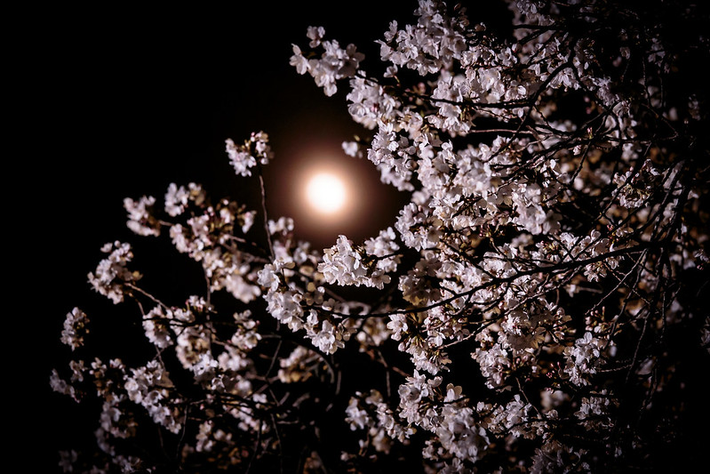 Pale moon,Cherry blossoms.