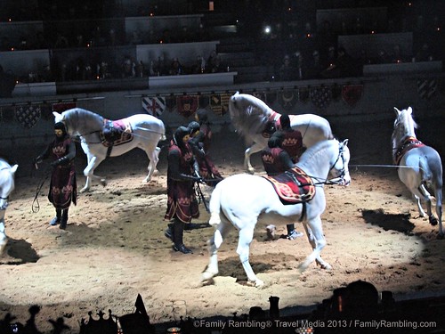 Andalusian Stallions at Medieval Times