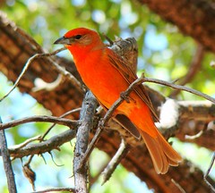 Birds of the Tucson, AZ, region, 2008-2010