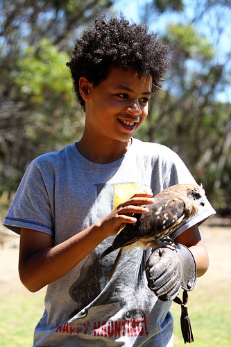 Barn Owl - Birds of prey (Kangaroo Island)