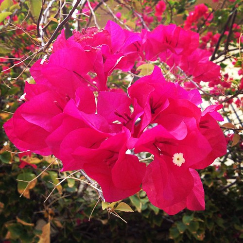These #grow all over #southflorida. I love them. #projectlife365 #bougainvillea