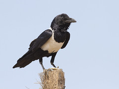 Hvitbrystkråke (Pied Crow)