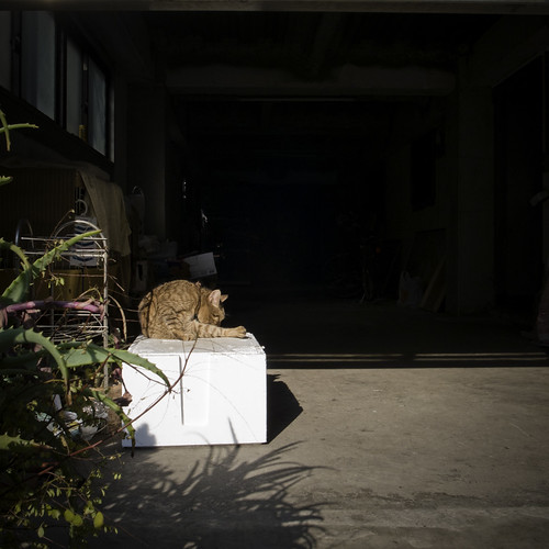 Asakusa Feline ( 猫) Sunning and Grooming