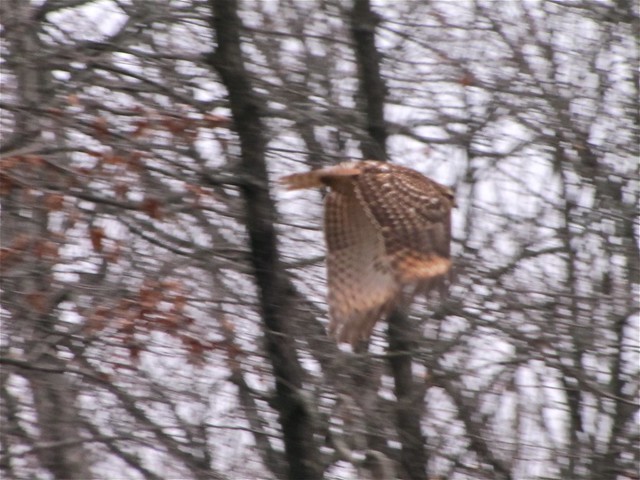 Red-shouldered Hawk at Lake Bloomington 01