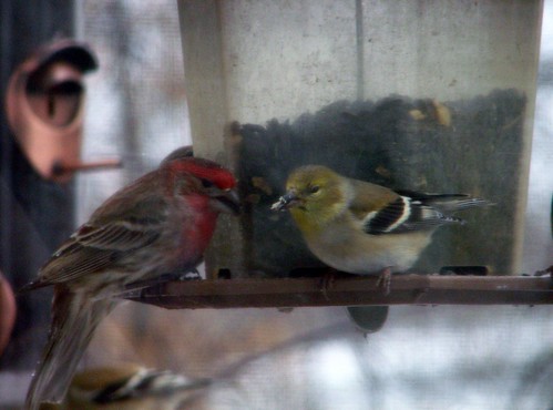 busy bird feeders
