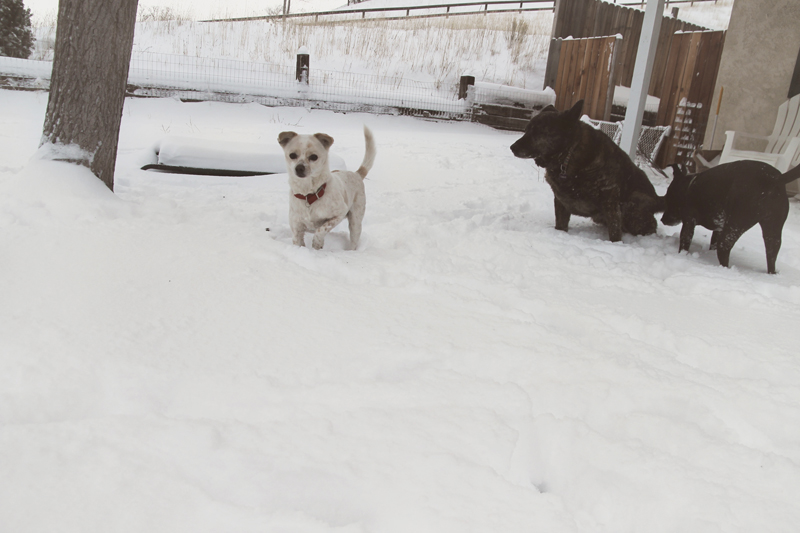 dogs-playing-in-snow-7