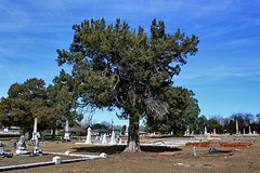 dawson cemetery  terrell county georgia
