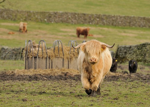 Hellifield Highland Beef by Andy Pritchard - Barrowford