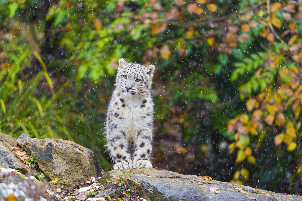 Mohan looking the snow fall