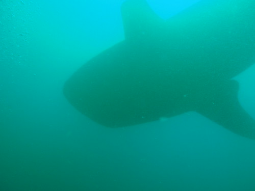 Whale Shark, Isla Coiba