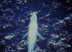 由空中鳥瞰藍鯨（攝影：Larry Hobbs；照片提供：NOAA）