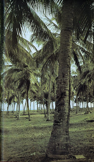 Guide to Lagos 1975 031 Coconut Palm Forest at Badagry Beach