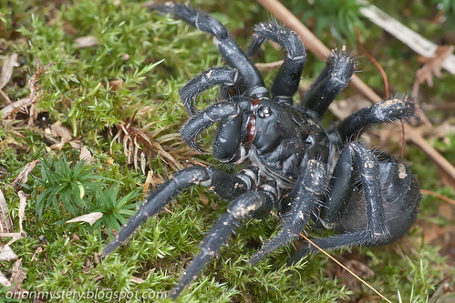Giant armored trapdoor spider, <i>Liphistius malayanus</i> IMG_9151 copy