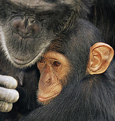 在尚比亞被人捕捉到的黑猩猩母子。WWF、naturepl.com提供、Andy Rouse攝。