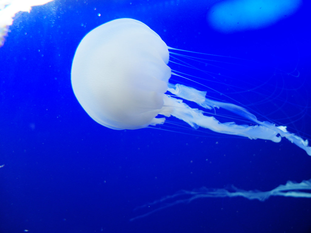 jellyfish S.E.A. Aquarium 4