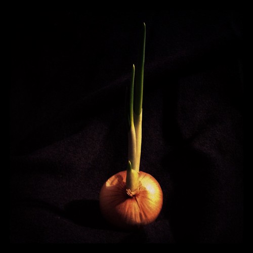 onion by Nature Morte