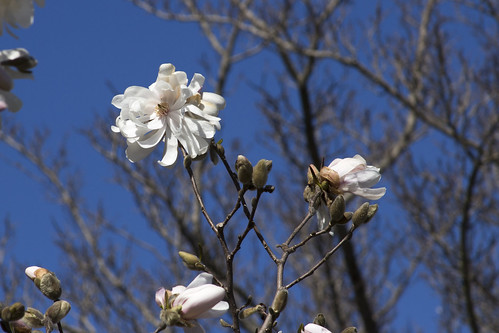 Star Magnolia Blooms by bahayla