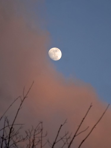 moon over the maple tree by mainesandy