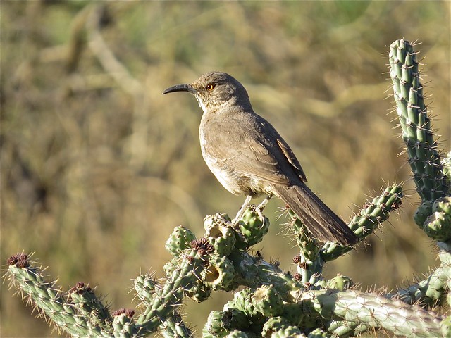 Curve-billed Thrasher at the Green Valley Country Club in Green Valley, AZ 01