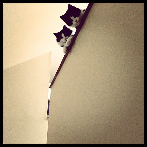 Felix & Oscar, peering over the cliff. #catsofinstagram
