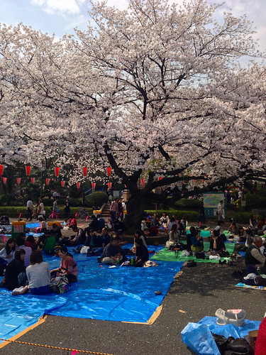 Tokyo's Ueno Park Cherry Blossom Hanami
