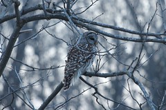 Barred Owl, Ontario