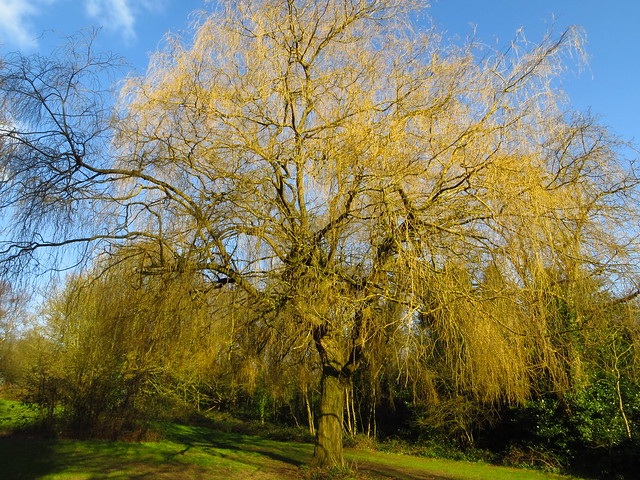Willow Tree at the Mixed Pond