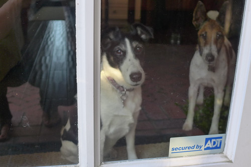 92/365: Alarm Dog Terriers by doglington